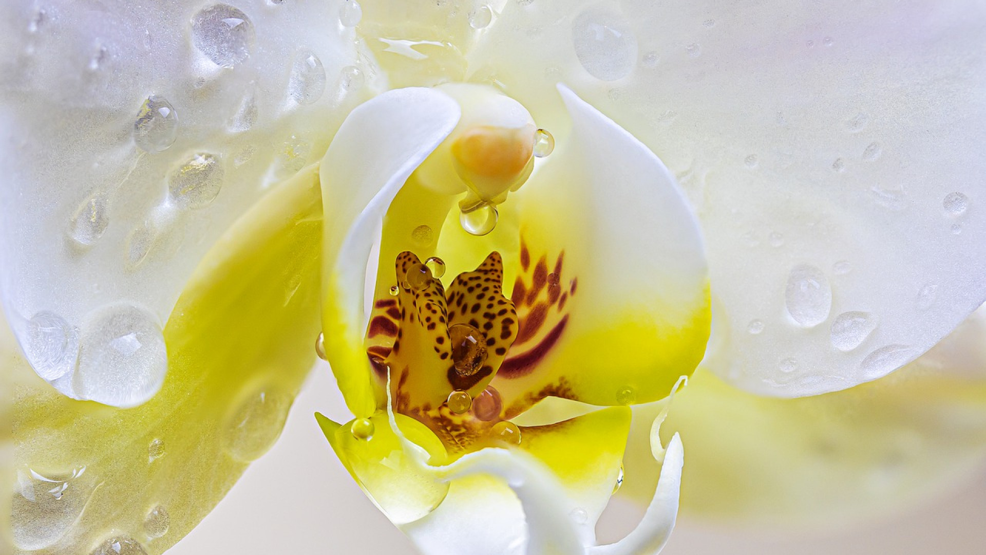 Quel bouquet de fleurs offrir à un être cher ?